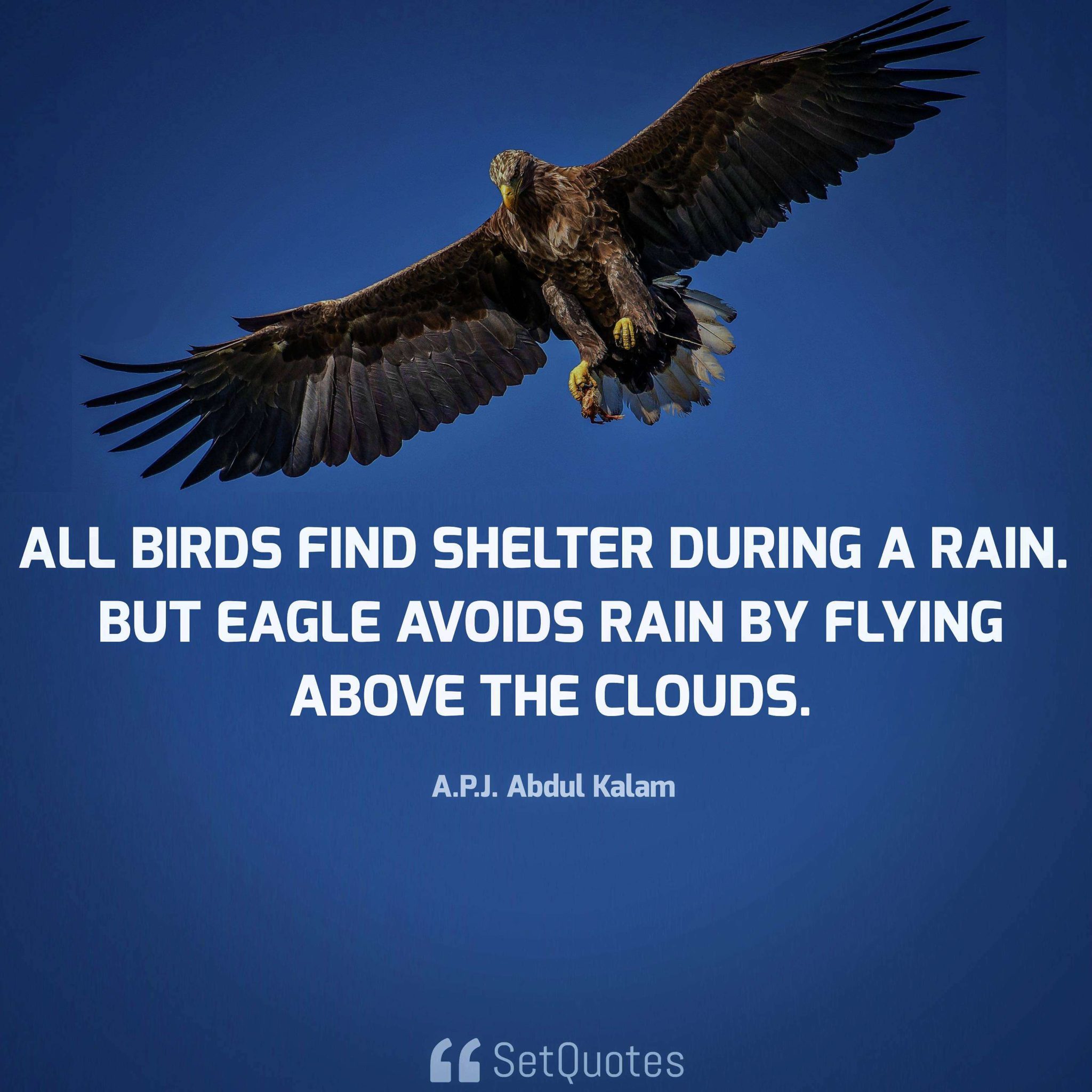 All Birds Find Shelter During A Rain But Eagle Avoids Rain By